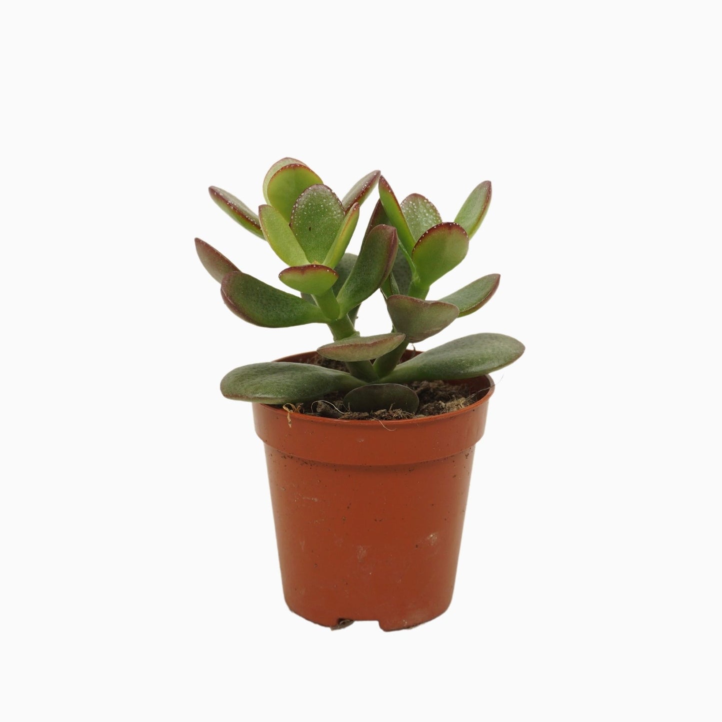 Crassula Minor 8cm 5.5cm Pot