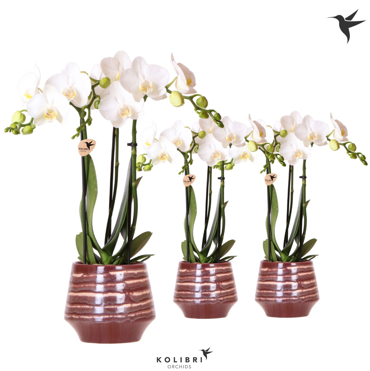 Phalaenopsis multiflora white 40cm 9cm Pot