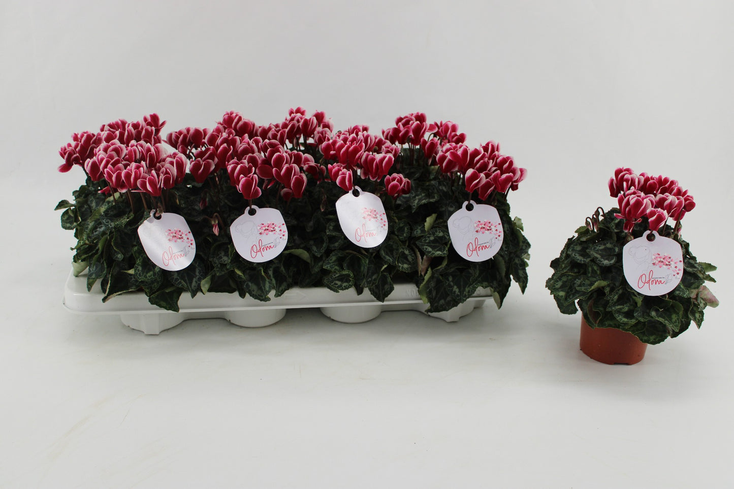 Grootscholten BV. Gebr. Cyclamen Odora mix Pack of 8