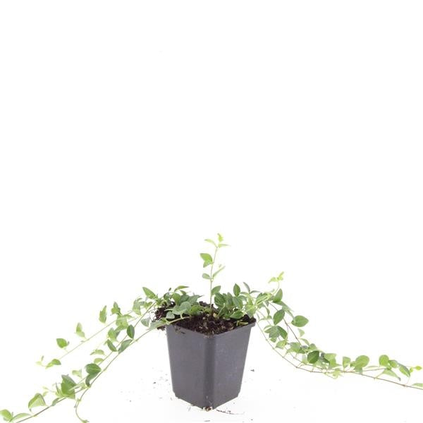 Vinca Atropurpurea 15cm 9cm Pot