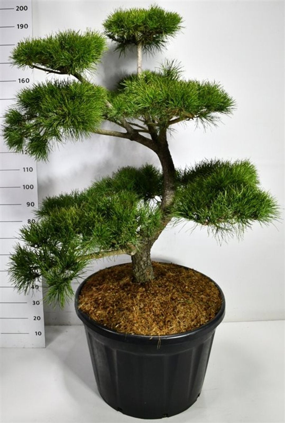 Pinus thunbergii 200cm 80cm Pot