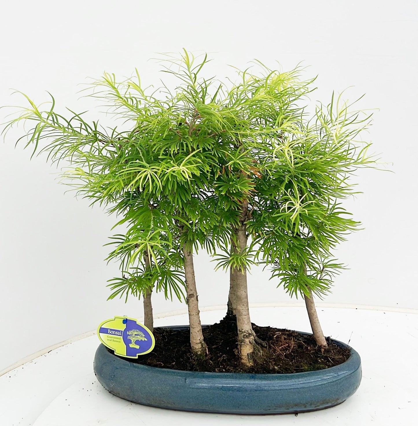 Lodder Bonsai BV Pseudolarix amabilis Pack of 2