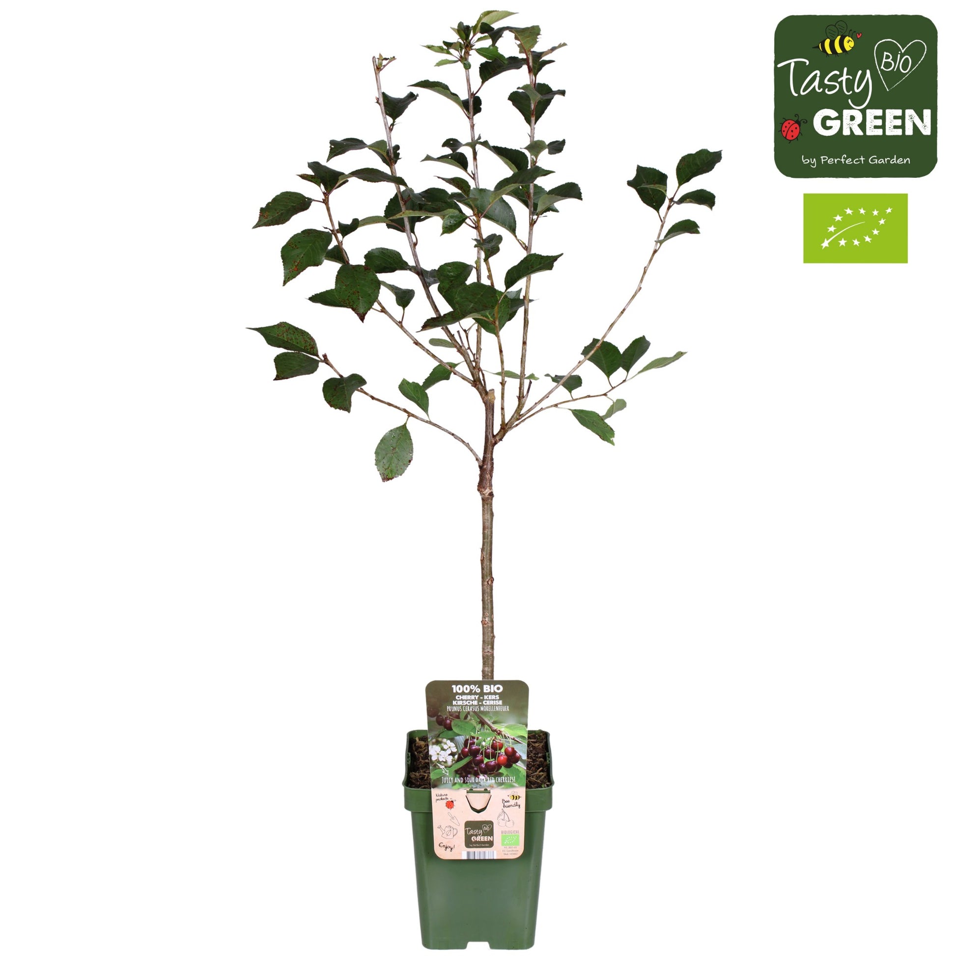 prunus-griotte-du-nord-100cm-23cm-pot