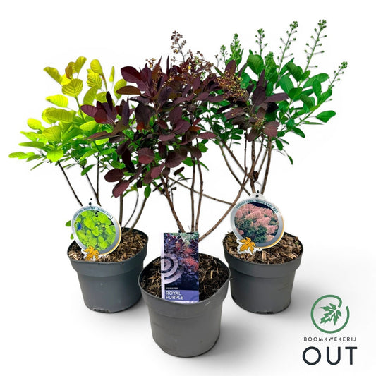 Cotinus Royal Purple 999cm 19cm Pot