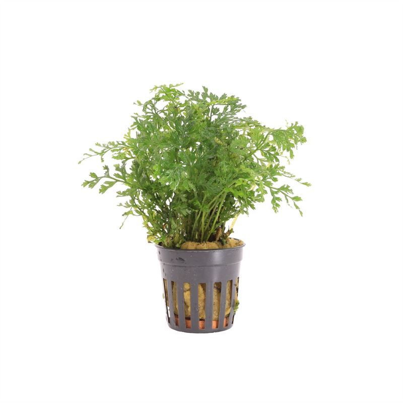 Aquarium plant mix 10cm 5cm Pot