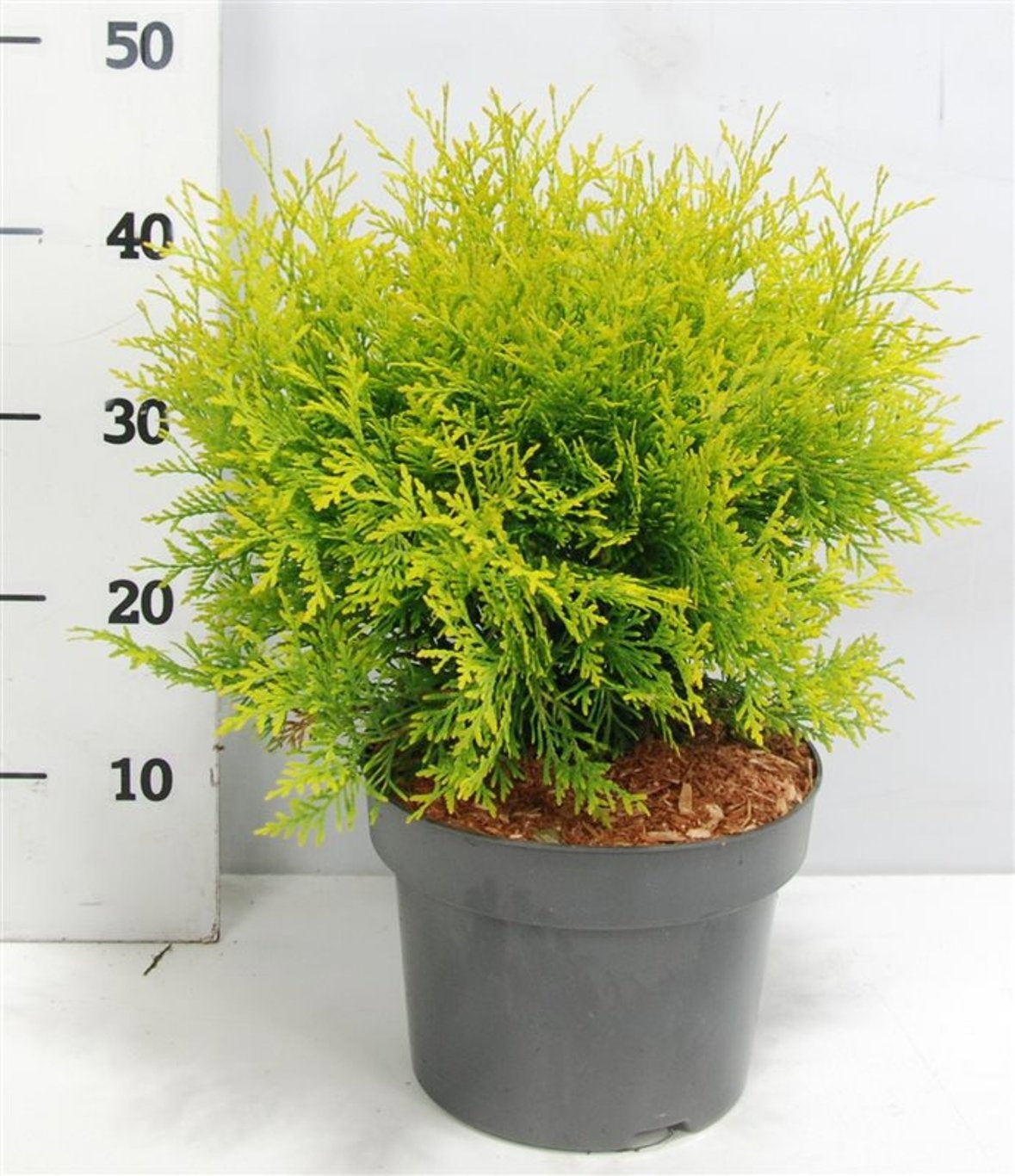 Thuja occidentalis Golden Globe 70cm 23cm Pot