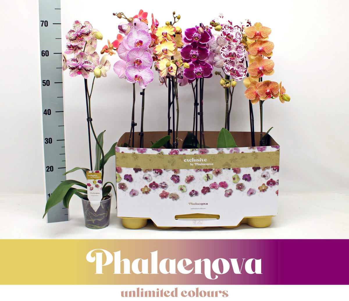 Phalaenopsis mix 65cm 12cm Pot