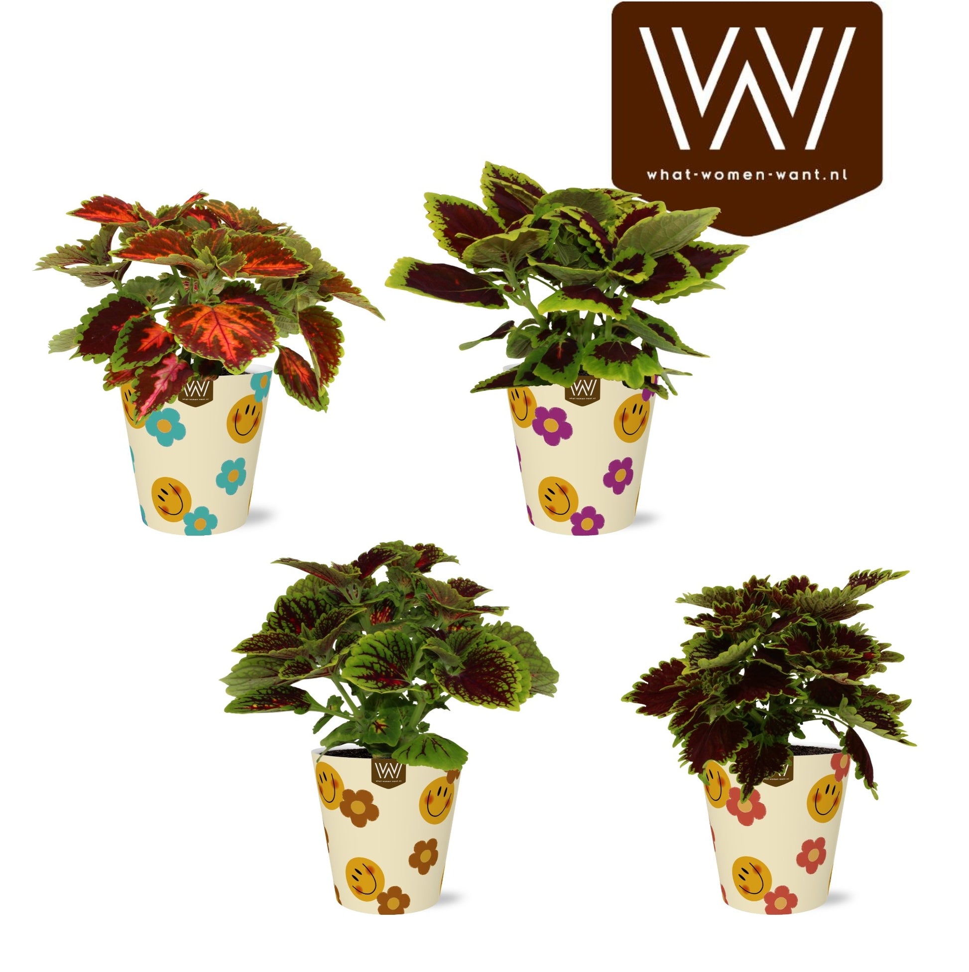 Adrichem Potplanten Coleus mix Pack of 6