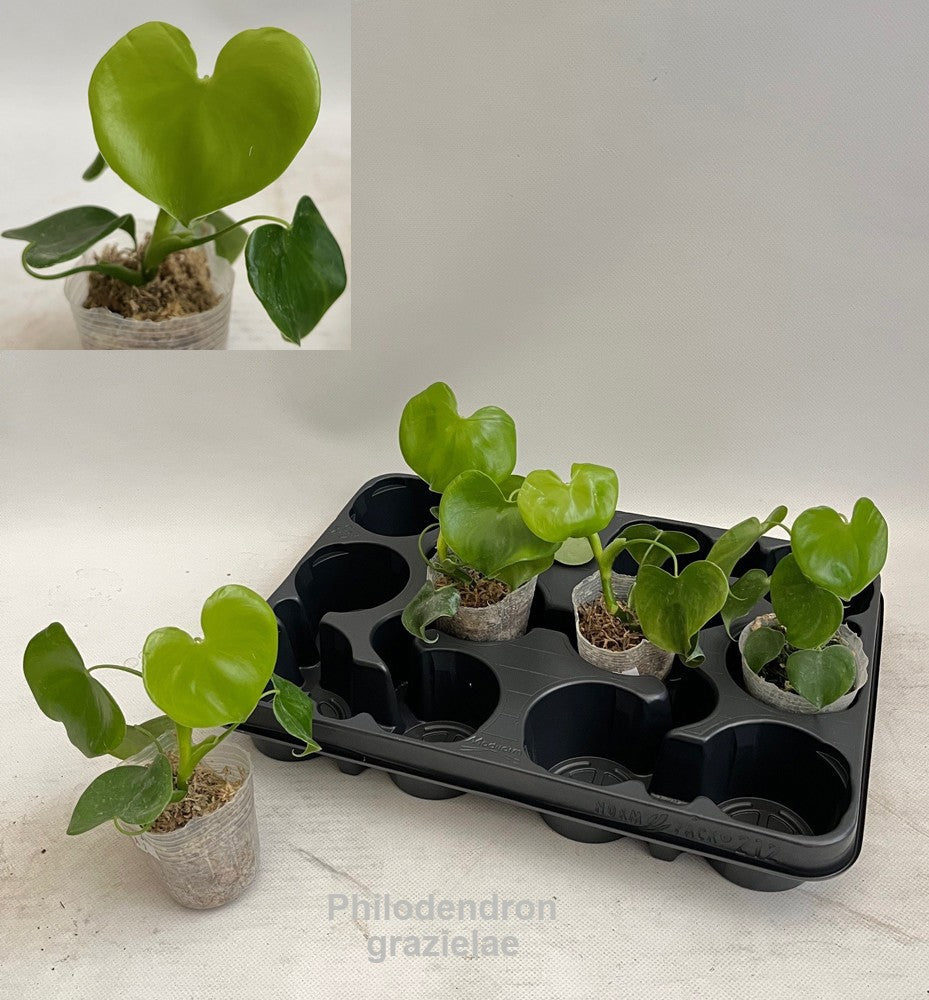 Philodendron scandens 16cm 7cm Pot