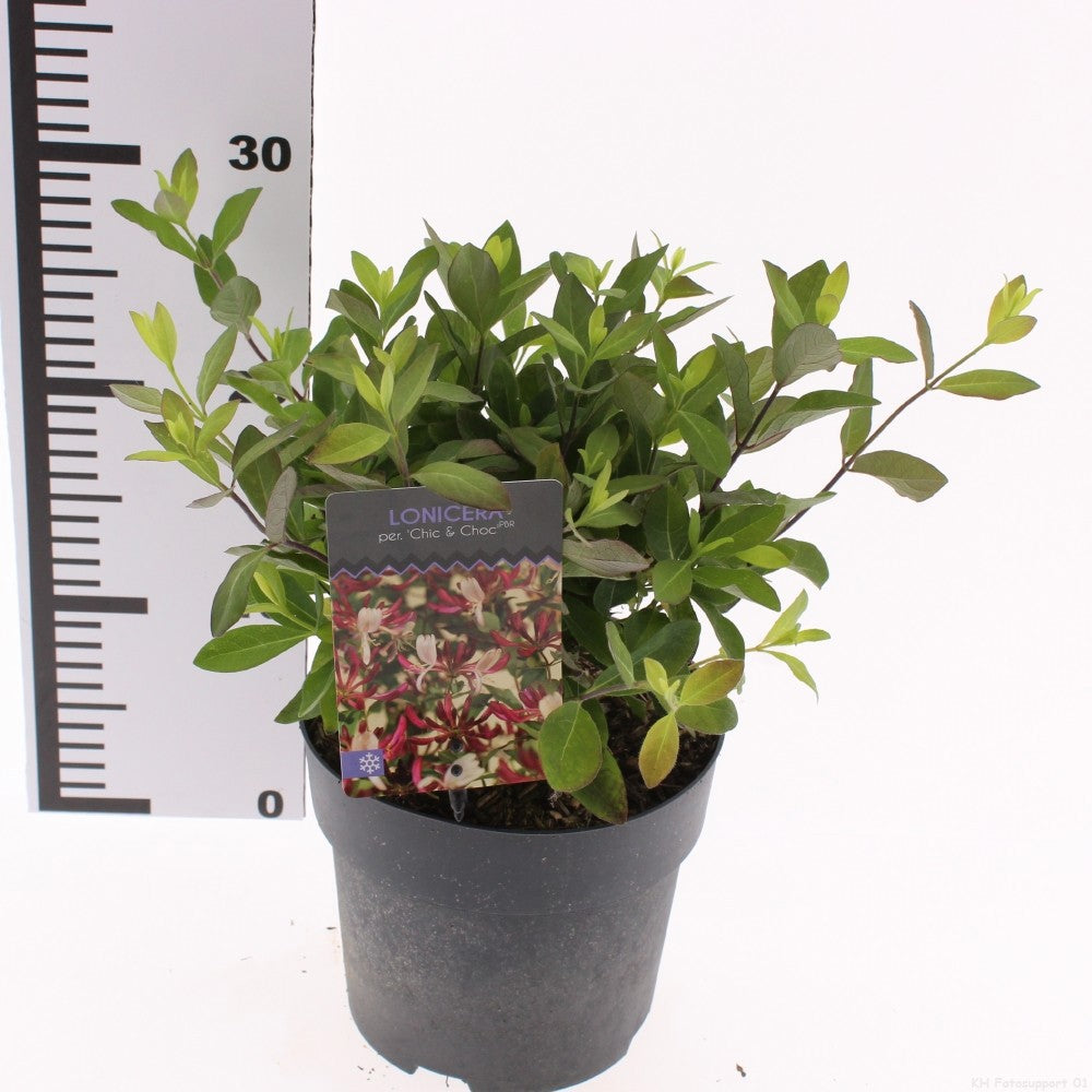 Lonicera periclymenum 20cm 17cm Pot