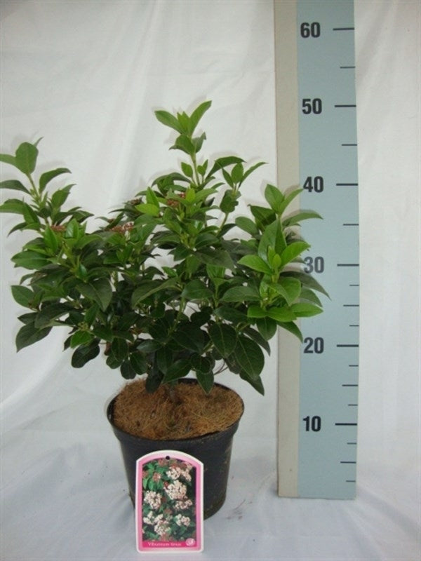 Roessel Tuinpl. VOF, B. v. Viburnum tinus Pack of 1