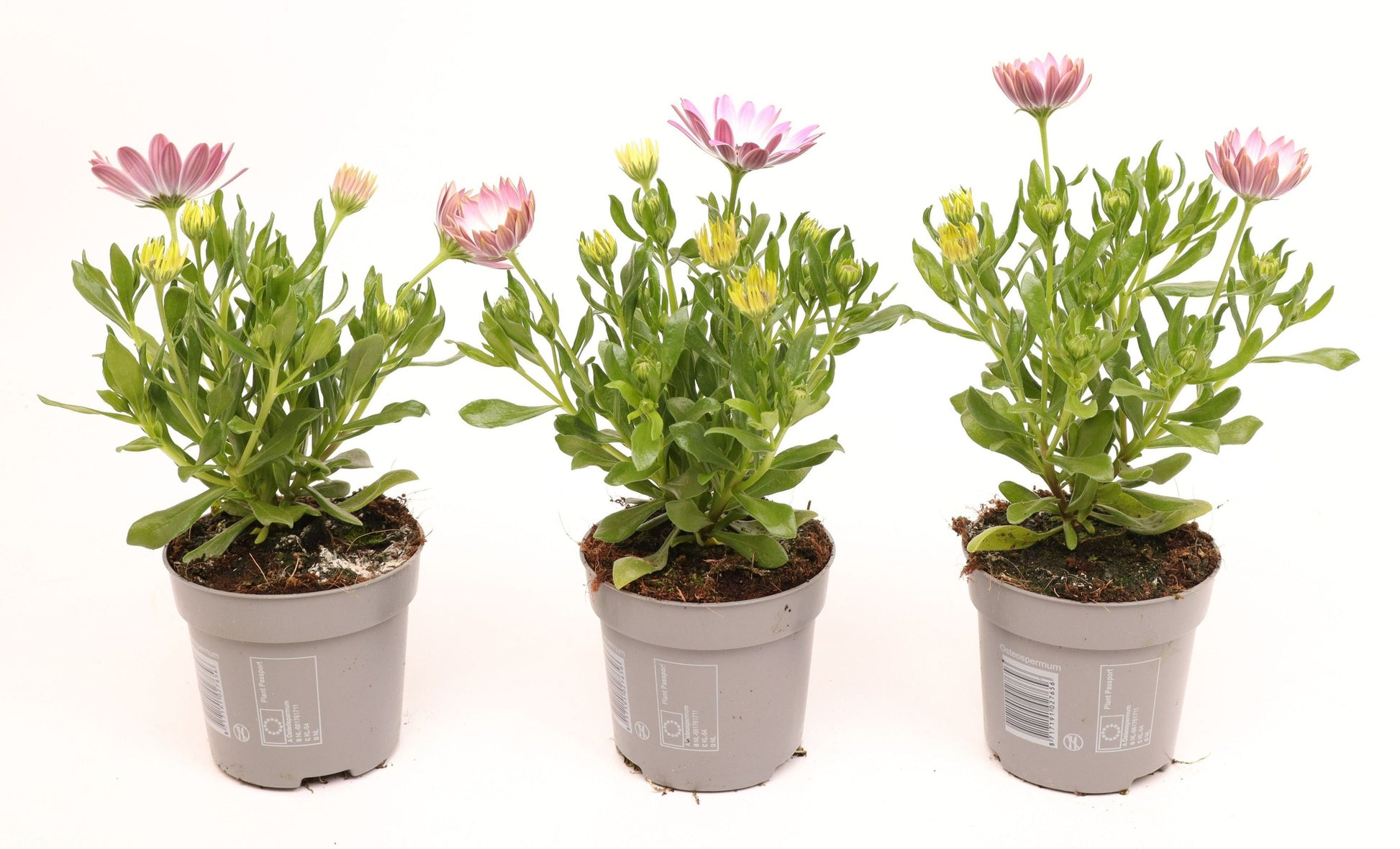 Osteospermum Margarita Pink Flare 25cm 510cm Pot