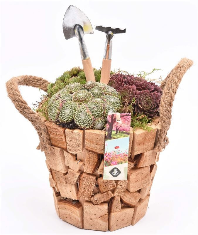 arr. Sempervivum 17cm Pot