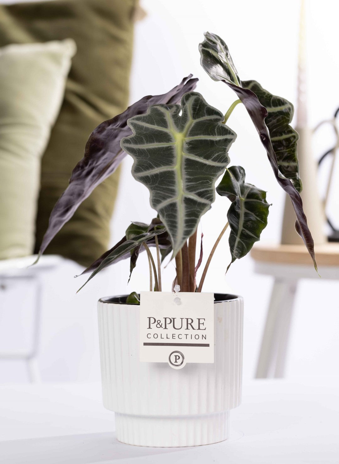 Alocasia amazonica 40cm 12cm Pot