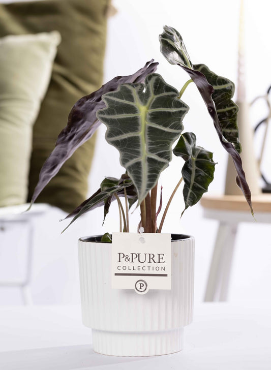 Alocasia amazonica 40cm 12cm Pot