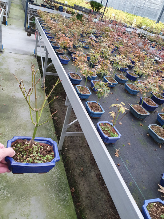 Acer Little Princess 30cm 15cm Pot