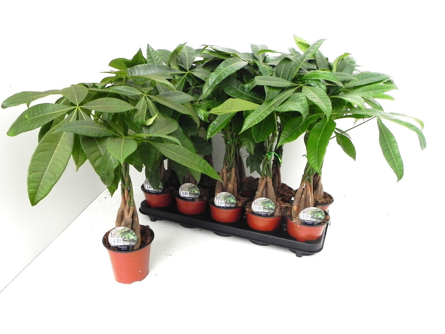 Aris II BV Pachira aquatica Pack of 10
