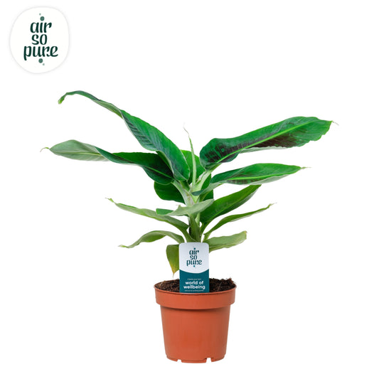 VDE plant BV Musa Tropicana Pack of 8