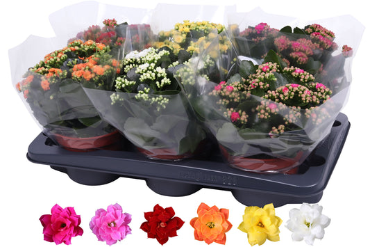 Kalanchoe Rosalina mix 27cm 15cm Pot