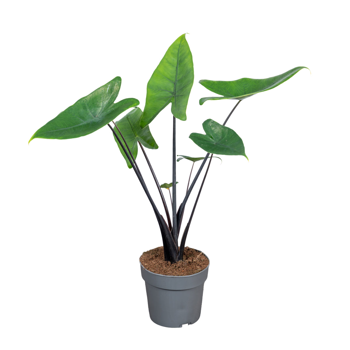 Alocasia Black Zebrina 65cm 17cm Pot