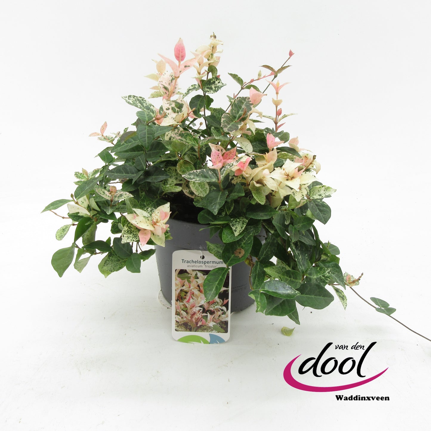 Trachelospermum asiaticum 20cm 19cm Pot