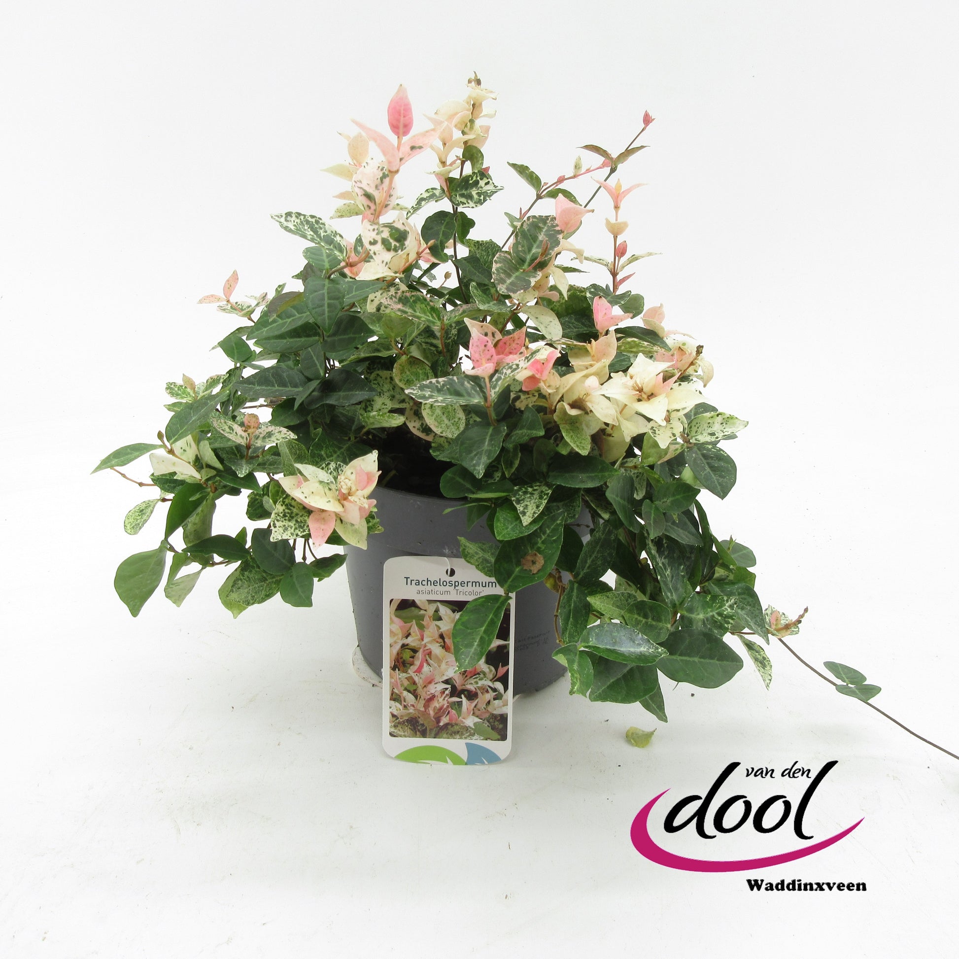 Trachelospermum asiaticum 20cm 19cm Pot