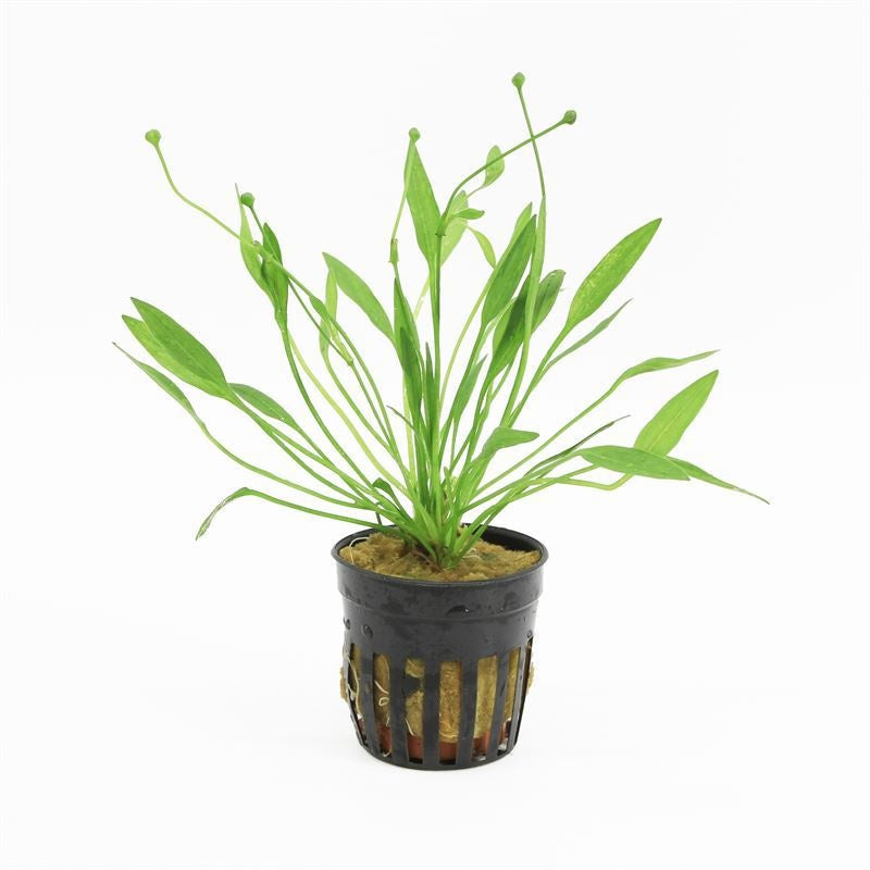 Echinodorus magdalenensis 10cm 5cm Pot