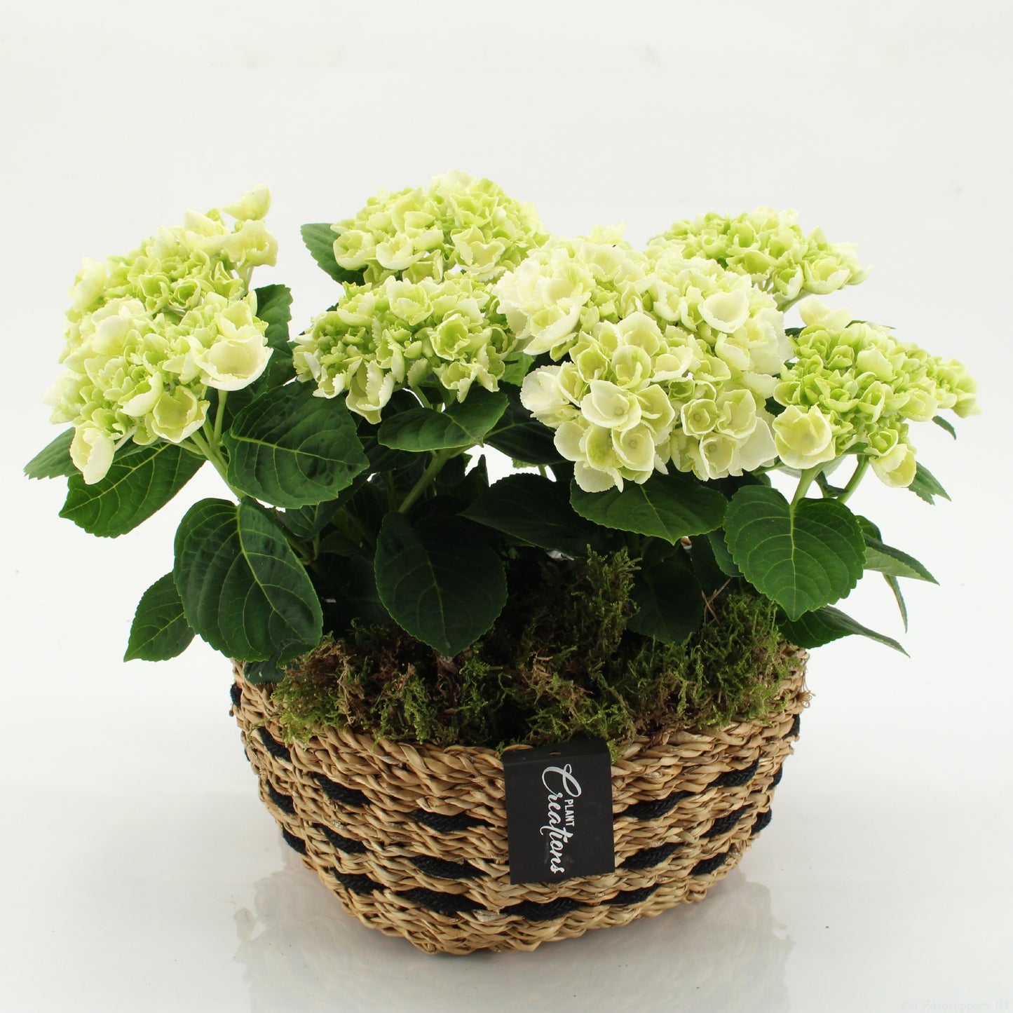 Hydrangea arrangement 30cm 26cm Pot