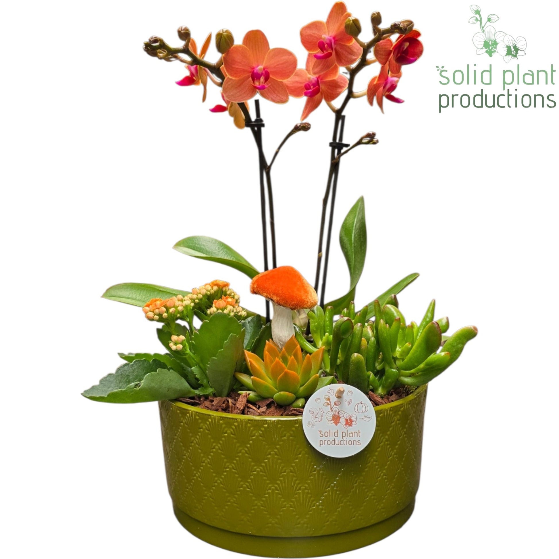 Solid Plant Productions PE004 Stella Green Orange Echeveria Pack of 2