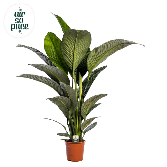 Spathiphyllum Sensation 140cm 24cm Pot