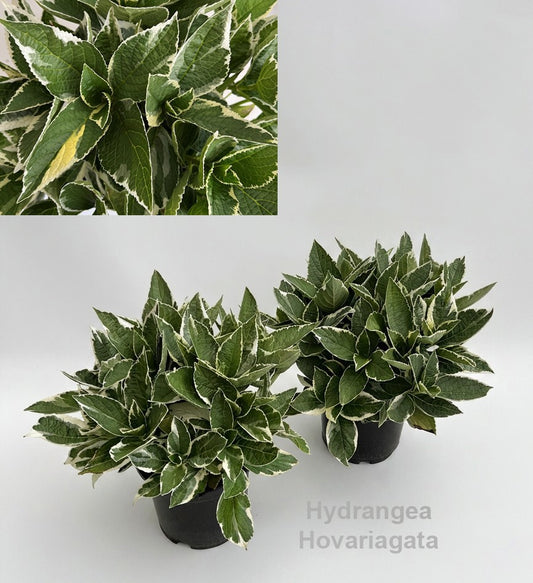 Hydrangea macr. Hovaria mix 40cm 19cm Pot