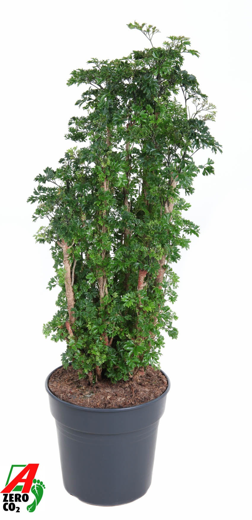 Polyscias Roble 100cm 27cm Pot
