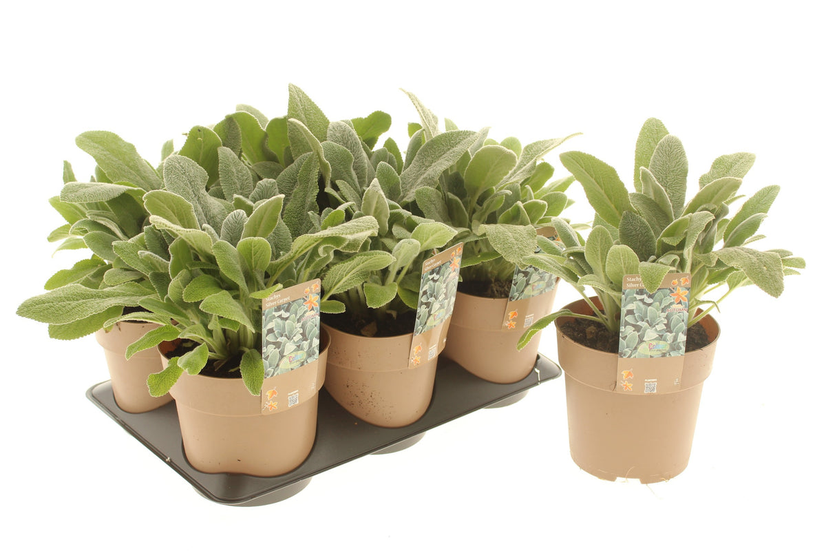 Stachys byz. Silver Carpet 30cm 15cm Pot