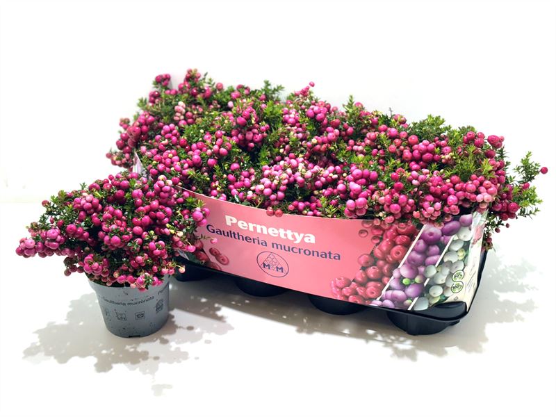 Gaultheria mucronata 25cm 14cm Pot