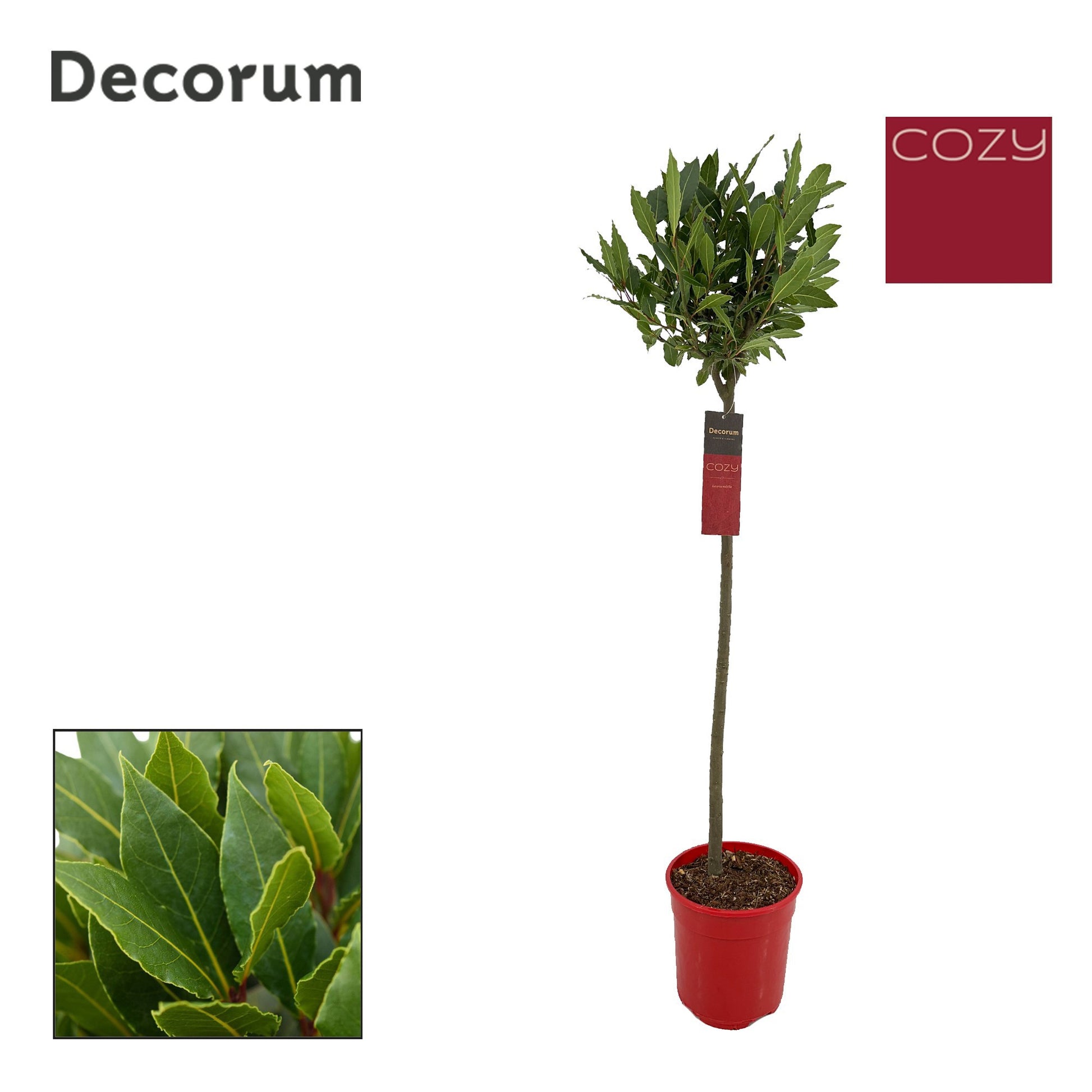 Laurus nobilis 120cm 20cm Pot