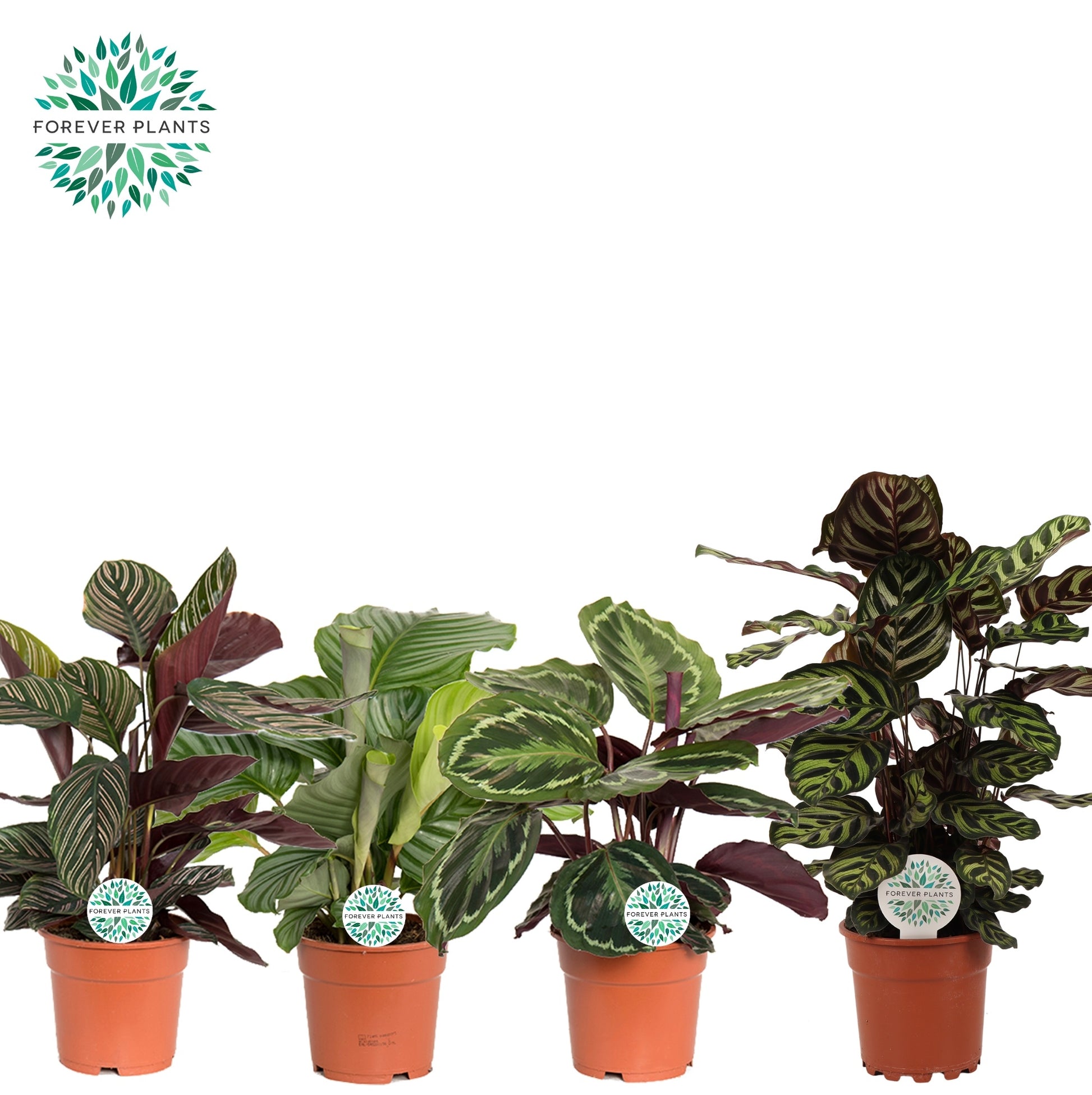 Calathea mix 55cm 17cm Pot