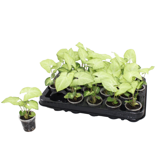 Syngonium Hybrid 12cm 6cm Pot