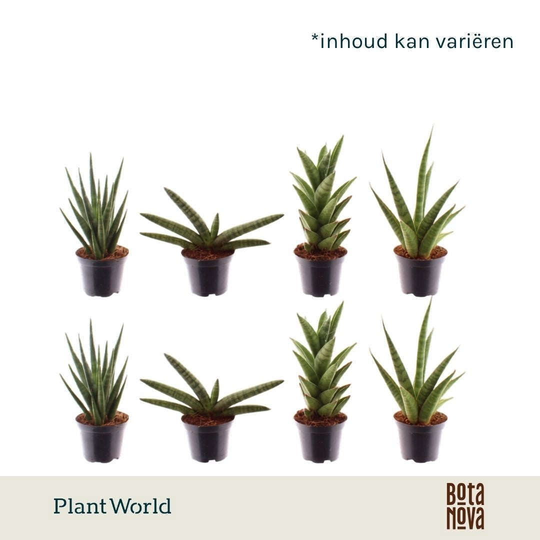 Plantworld Jogrow Sansevieria mix Pack of 16