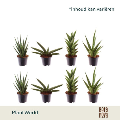 Plantworld Jogrow Sansevieria mix Pack of 16