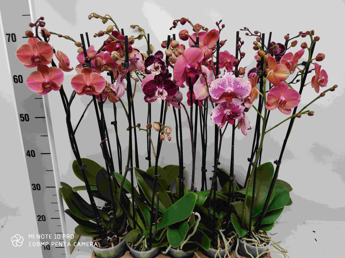 Phalaenopsis mix 65cm 12cm Pot