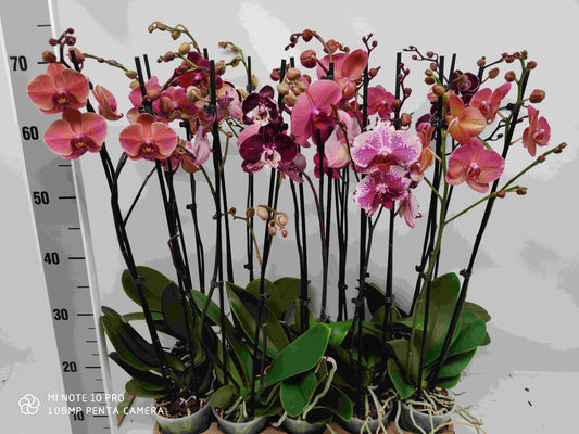 Phalaenopsis mix 65cm 12cm Pot