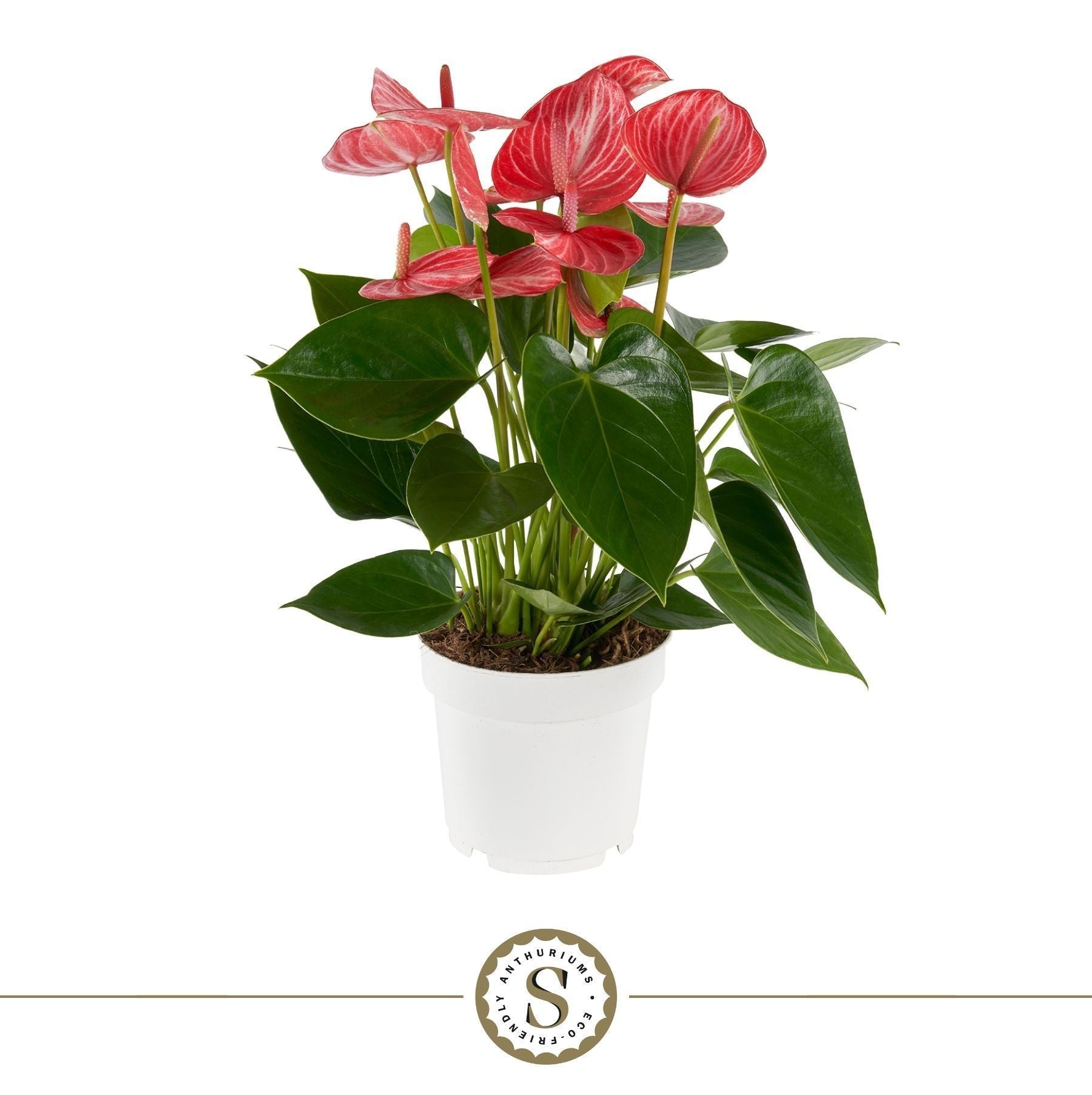 Anthurium Livium Ruby 50cm 14cm Pot