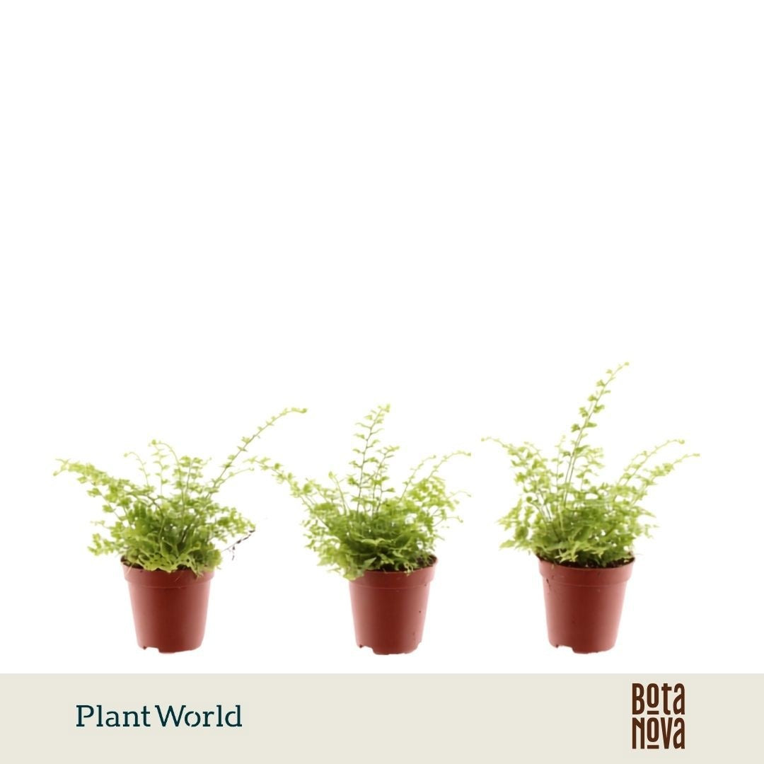 Nephrolepis Green Fantasy 15cm 5.5cm Pot