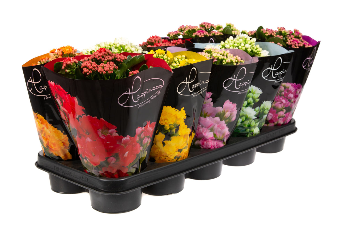 Kalanchoe Perfecta mix 25cm 12cm Pot