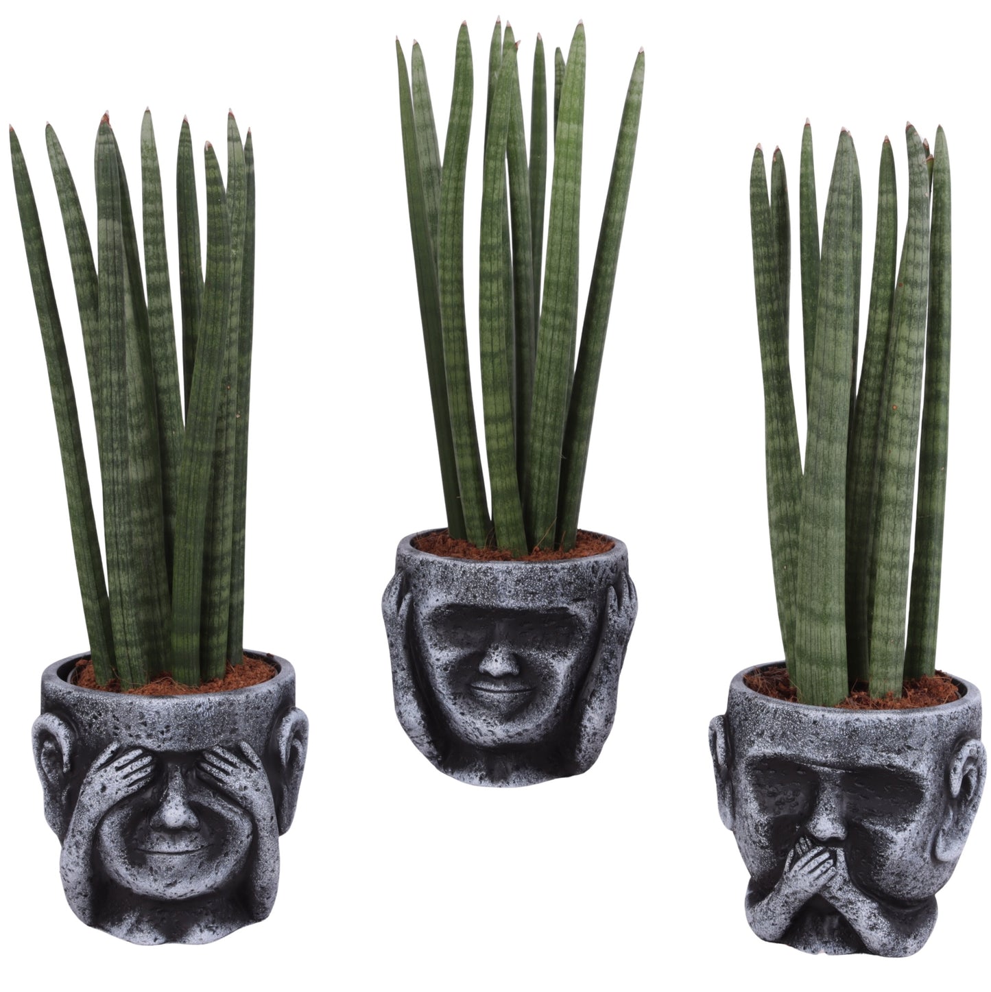 Sansevieria cylindrica 40cm 15cm Pot