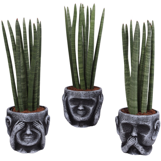 Sansevieria cylindrica 40cm 15cm Pot