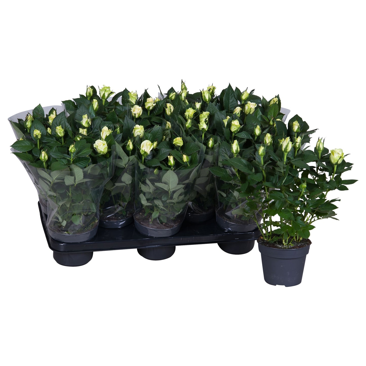 Rosa white 36cm 13cm Pot