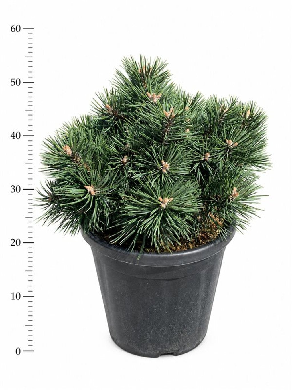 Pinus mugo Green Pearl 60cm 32cm Pot