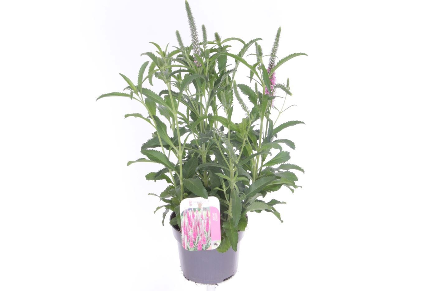 Veronica spicata 50cm 13cm Pot