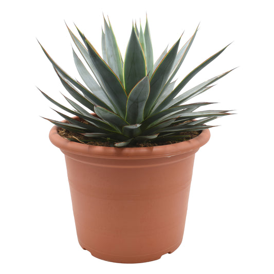 Agave 'Shaka Koko' 20cm 30cm Pot